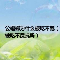 公螳螂为什么被吃不跑（公螳螂被吃不反抗吗）