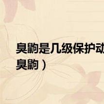 臭鼩是几级保护动物（臭鼩）