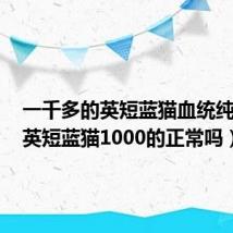一千多的英短蓝猫血统纯不纯(英短蓝猫1000的正常吗)