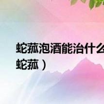蛇菰泡酒能治什么病（蛇菰）