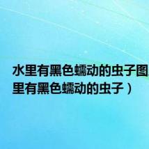 水里有黑色蠕动的虫子图片(水里有黑色蠕动的虫子)