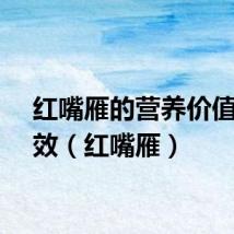 红嘴雁的营养价值及功效（红嘴雁）