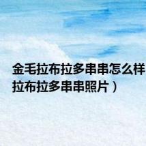 金毛拉布拉多串串怎么样（金毛拉布拉多串串照片）