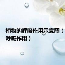 植物的呼吸作用示意图（植物的呼吸作用）