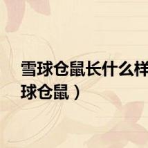 雪球仓鼠长什么样（雪球仓鼠）