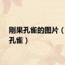 刚果孔雀的图片（刚果孔雀）