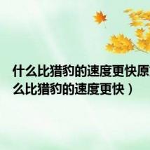 什么比猎豹的速度更快原文(什么比猎豹的速度更快)