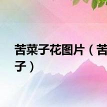 苦菜子花图片（苦菜花子）