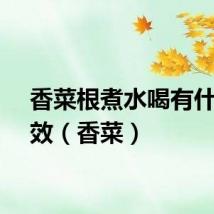 香菜根煮水喝有什么功效（香菜）