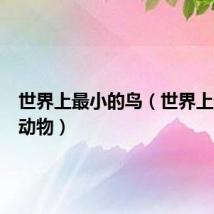 世界上最小的鸟（世界上最小的动物）