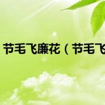 节毛飞廉花（节毛飞廉）