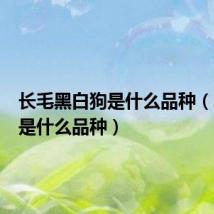 长毛黑白狗是什么品种(黑白狗是什么品种)