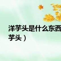 洋芋头是什么东西（洋芋头）