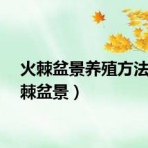 火棘盆景养殖方法（火棘盆景）