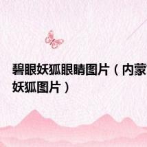 碧眼妖狐眼睛图片(内蒙古碧眼妖狐图片)