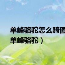 单峰骆驼怎么骑图片（单峰骆驼）
