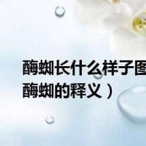 酶蜘长什么样子图片（酶蜘的释义）
