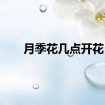 月季花几点开花