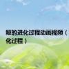 鲸的进化过程动画视频（鲸的进化过程）