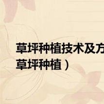 草坪种植技术及方法（草坪种植）