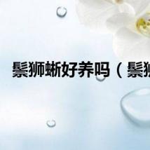 鬃狮蜥好养吗（鬃狮）
