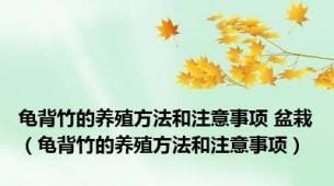 龟背竹的养殖方法和注意事项 盆栽（龟背竹的养殖方法和注意事项）