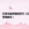 红斑马鱼繁殖的技巧（红斑马鱼繁殖前兆）