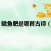 鳜鱼肥是哪首古诗（鳜）