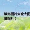 貔貅图片大全大图（貔貅图片）