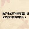 兔子吃的几种青草图片视频（兔子吃的几种青草图片）