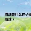 唇珠是什么样子图片（唇珠）