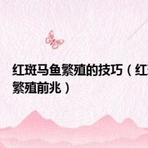红斑马鱼繁殖的技巧(红斑马鱼繁殖前兆)