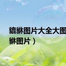 貔貅图片大全大图（貔貅图片）