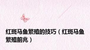 红斑马鱼繁殖的技巧（红斑马鱼繁殖前兆）