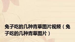 兔子吃的几种青草图片视频（兔子吃的几种青草图片）