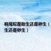 响尾蛇是胎生还是卵生（蛇是胎生还是卵生）