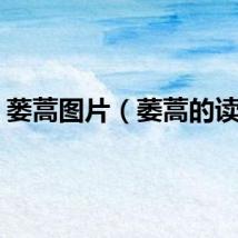 蒌蒿图片（萎蒿的读音）