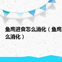 鱼鹰进食怎么消化(鱼鹰吃鱼怎么消化)