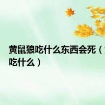 黄鼠狼吃什么东西会死(黄鼠狼吃什么)
