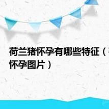 荷兰猪怀孕有哪些特征（荷兰猪怀孕图片）