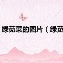 绿苋菜的图片（绿苋菜）