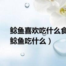 鲶鱼喜欢吃什么食物（鲶鱼吃什么）