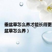 垂盆草怎么养才能长得更好(垂盆草怎么养)