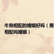 牛狗相配的婚姻好吗(男狗女猪相配吗婚姻)