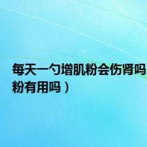 每天一勺增肌粉会伤肾吗(增肌粉有用吗)
