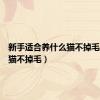 新手适合养什么猫不掉毛（什么猫不掉毛）
