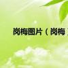 岗梅图片（岗梅）