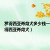 罗得西亚脊背犬多少钱一只（罗得西亚脊背犬）