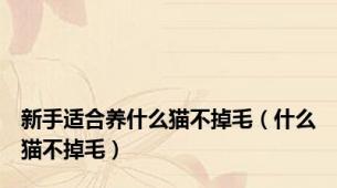 新手适合养什么猫不掉毛（什么猫不掉毛）