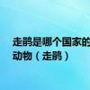 走鹃是哪个国家的保护动物（走鹃）